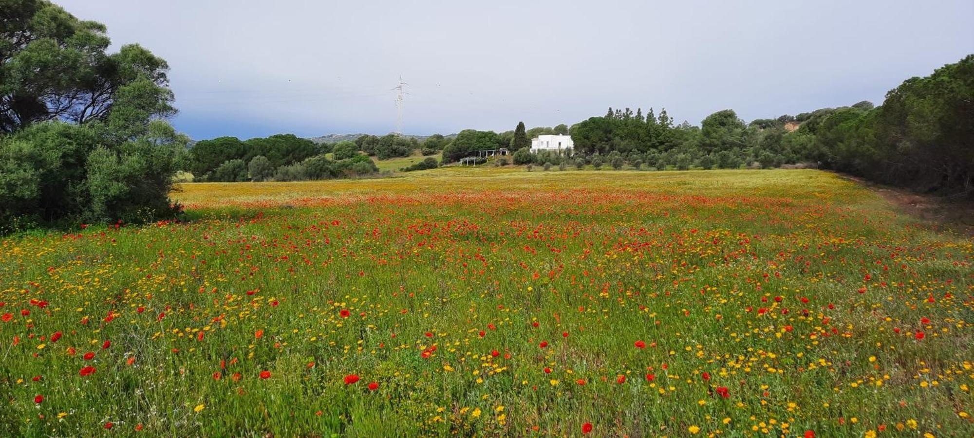 Agreen Country House 올비아 외부 사진